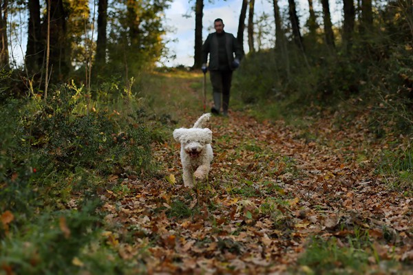 Il Bego truffle foraging and tasting experience in San Miniato Tuscany