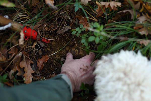 Il Bego truffle foraging and tasting experience in San Miniato Tuscany