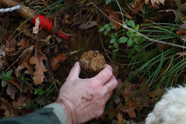 Il Bego truffle hunter San Miniato Tuscany Italy