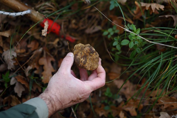 Il Bego truffle foraging and tasting experience in San Miniato Tuscany
