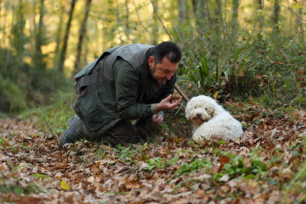 Il Bego truffle hunter San Miniato Tuscany Italy