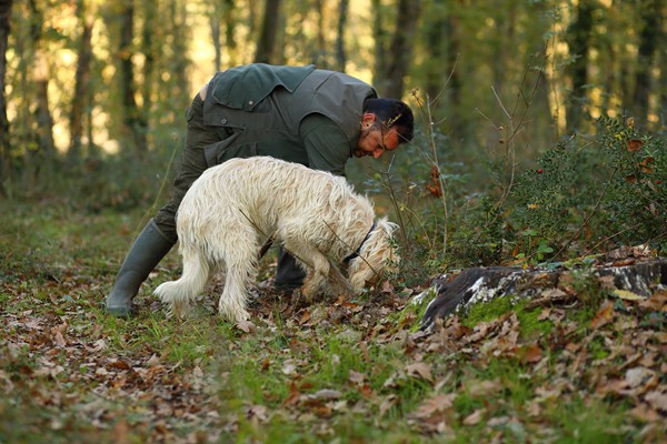 Il Bego truffle foraging and tasting experience in San Miniato Tuscany
