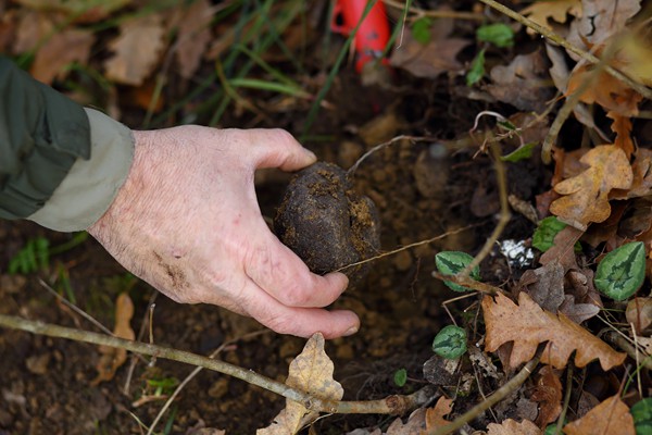 Il Bego truffle foraging and tasting experience in San Miniato Tuscany