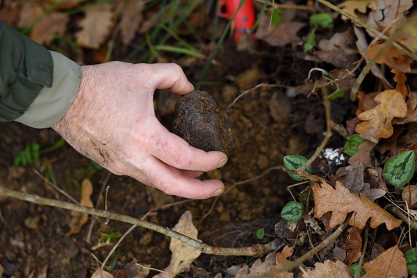 Il Bego truffle foraging and tasting experience in San Miniato Tuscany