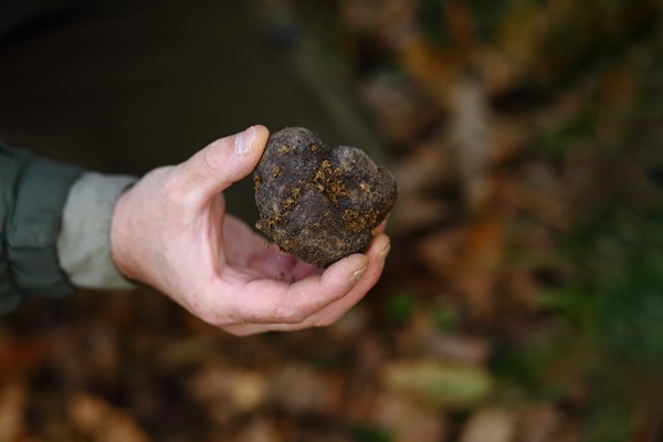 Il Bego truffle foraging and tasting experience in San Miniato Tuscany