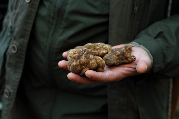 Il Bego truffle foraging and tasting experience in San Miniato Tuscany