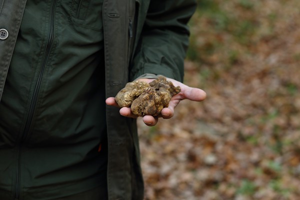 Il Bego truffle foraging and tasting experience in San Miniato Tuscany