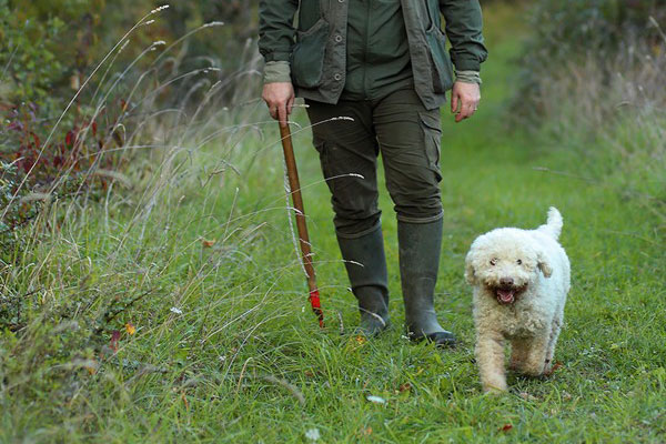 Il Bego truffle foraging and tasting experience in San Miniato Tuscany
