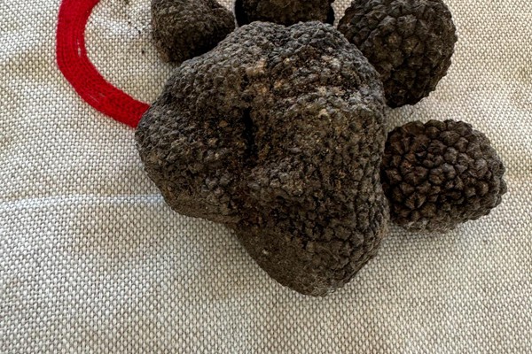 Il Bego truffle foraging and tasting experience in San Miniato Tuscany