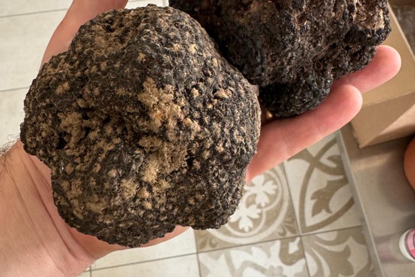 Il Bego truffle foraging and tasting experience in San Miniato Tuscany