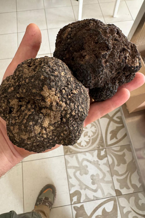Esperienza di caccia al tartufo con cane